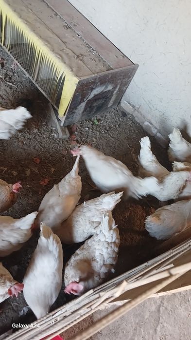 Tovuq Sotiladi Samarqand