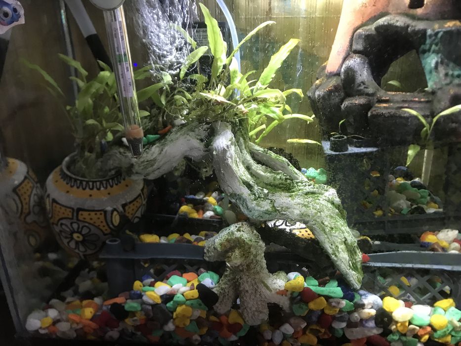 Аквариум с рыбками