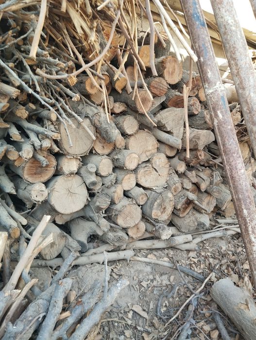 Урик ва тут утинлар курук