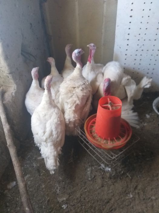 Induq bic 6 25kg o‘yda boqilg‘on makka budoy bilan gormo‘n urilmog‘on