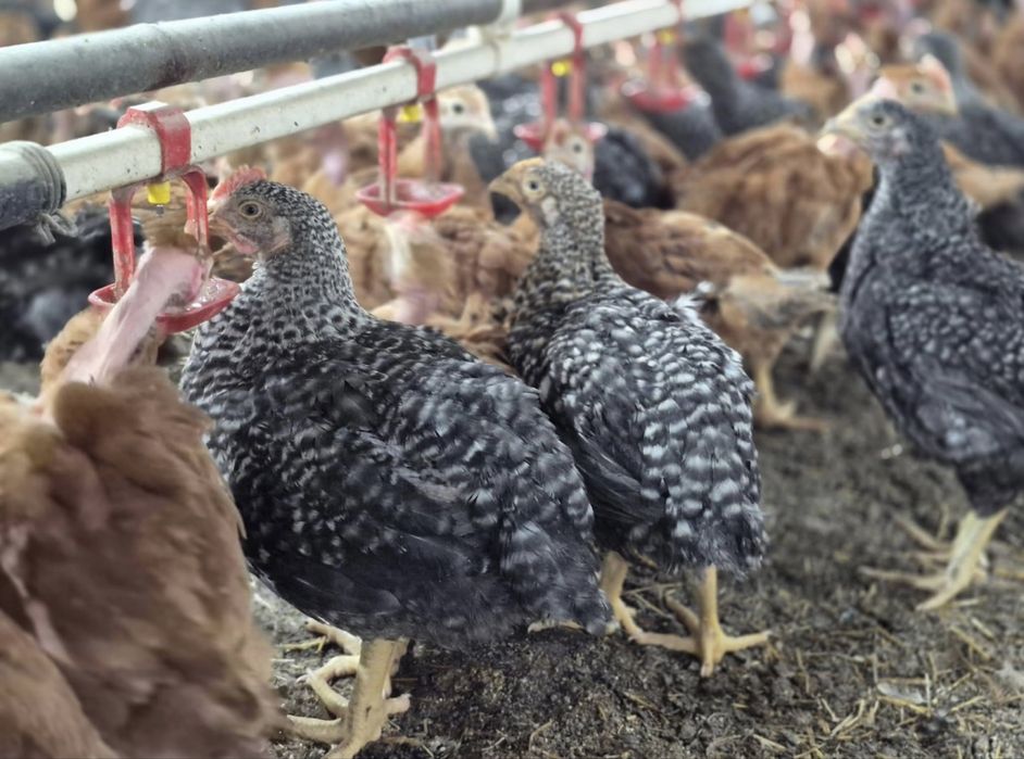 Puii albi si rasă mixta