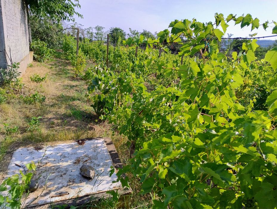 Vand loc de casa Tg. Bujor 1860mp