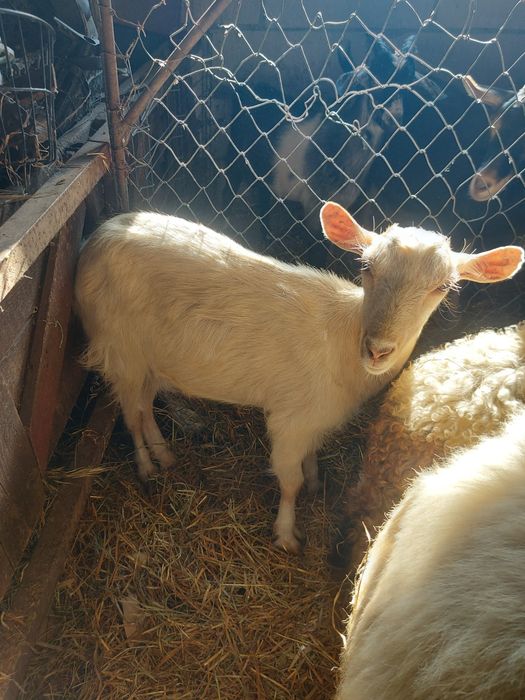 Doua ieduțe spre vânzare