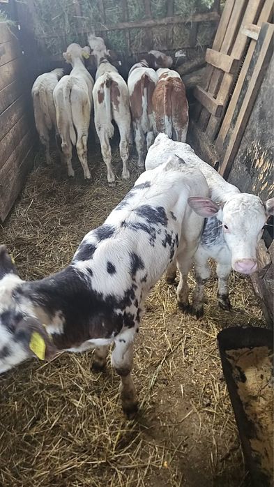 Vând viței belgian