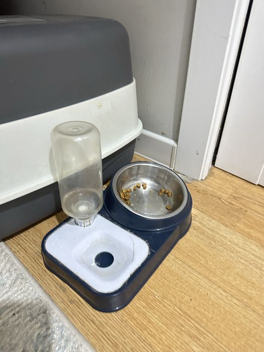 Продам кошку  весла уха! Срочно!