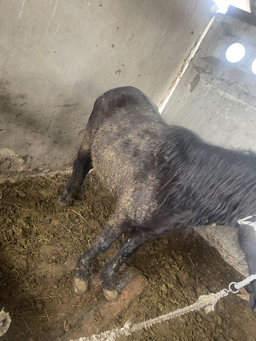 Жылкылар сатыладаы