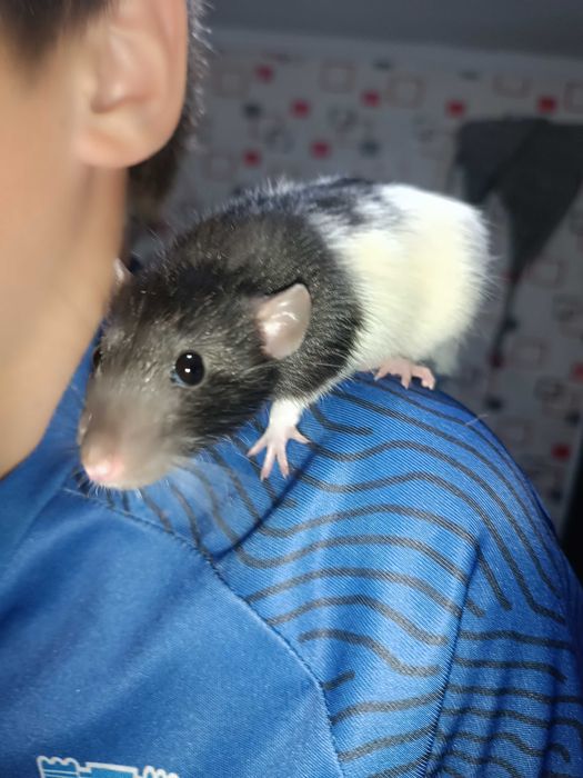 Крысята,два мальчика