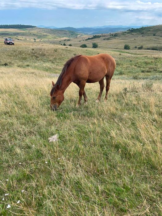 Manza sarga de 1 an de vanzare