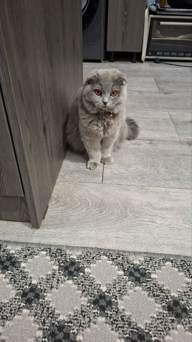 Продаются кот и кошка, вислоухие.