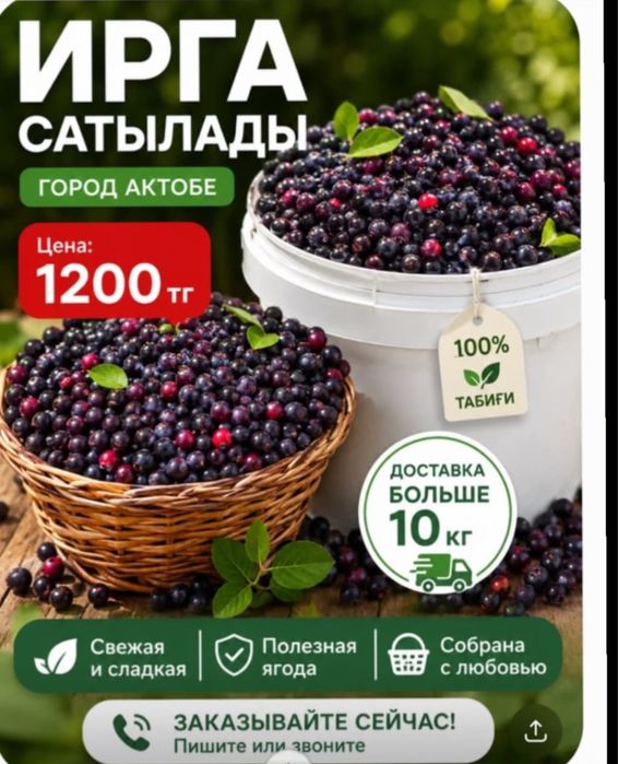 Ирга (смородина)