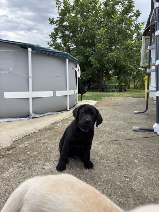 Catel mascul labrador negru