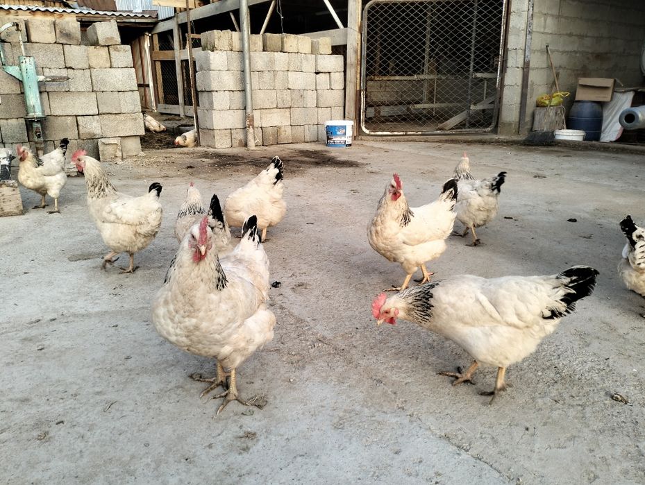 Адлер тауықтар.   .