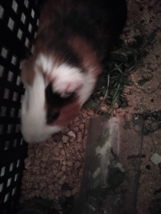 Морская свинка 2 годика