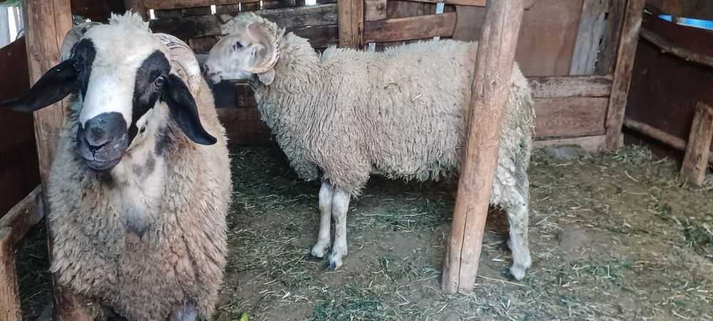 Berbecuți tineri