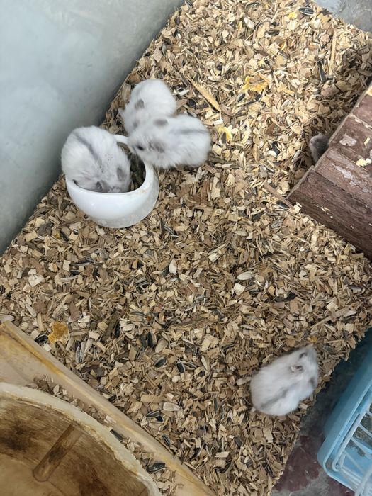 Donez hamsteri pitici URGENT