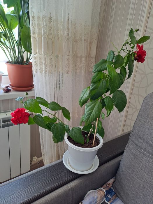 Комнатные цветы, красиво цветущие