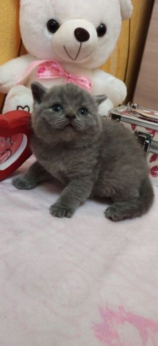 Самые нежные британчики