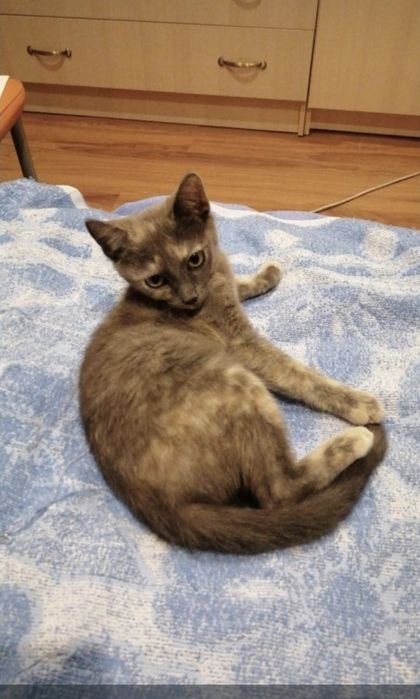 Отдам котёнка в  добрые руки