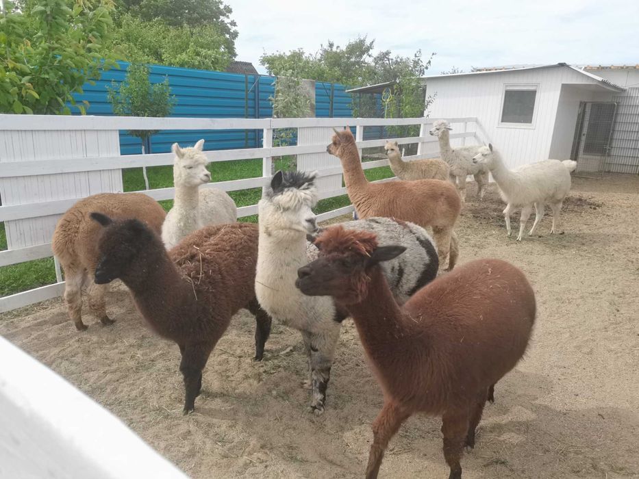 Vând Alpaca perechi sau bucati tinere și mature