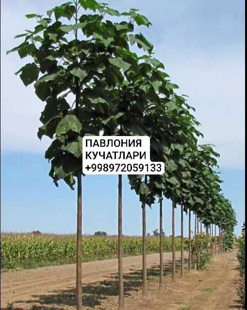 Мевалик кучатлар