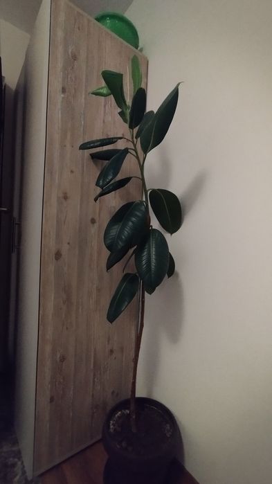 Ficus de apartament