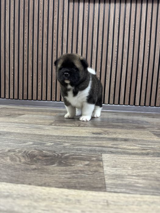 Американская Акита