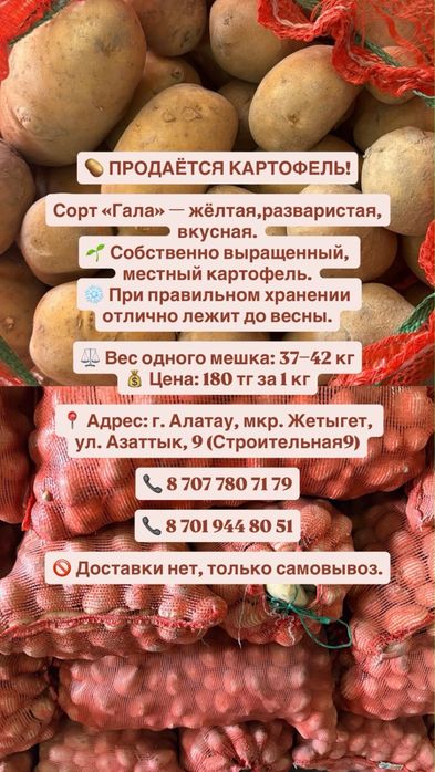Картофель желтый, сорт Галла