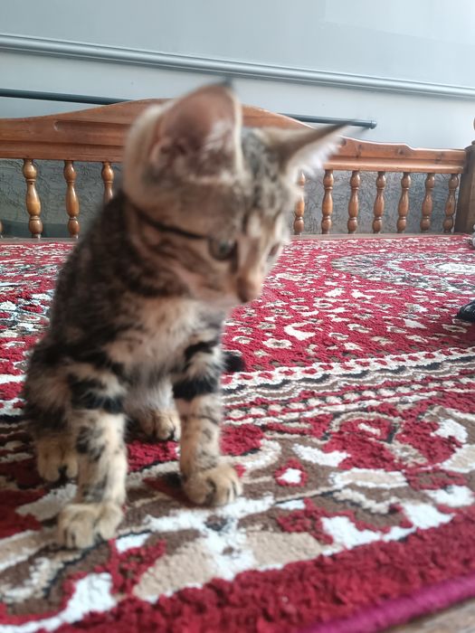Котенок пол женский