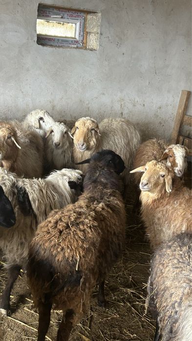 Қой!Тоқты сатылады!