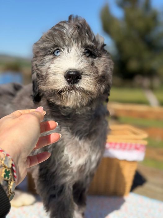 Bernedoodle/ Labradoodle