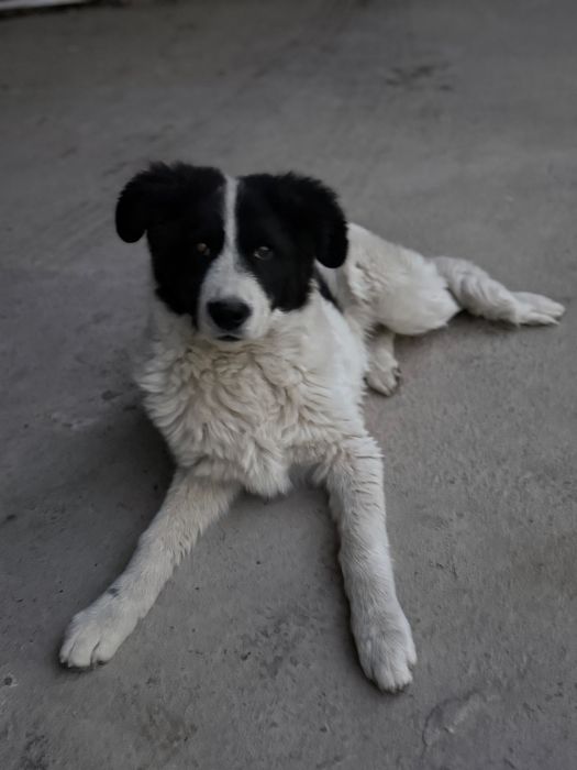 Преданный щенок ждёт своего хозяина! Заберите друга домой