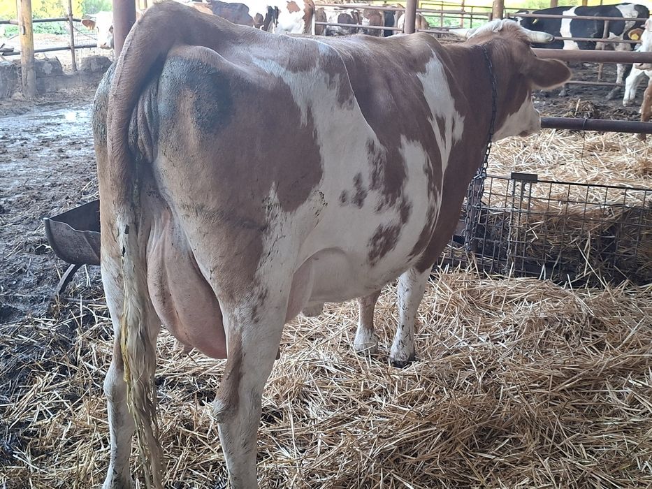 Juninca baltata românească fatata azi
