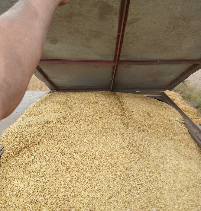 Baloți de paie ,fan ,lucerna, coceni ovăz,