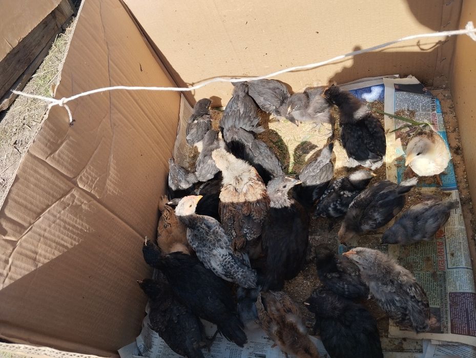 Домашние цыплята