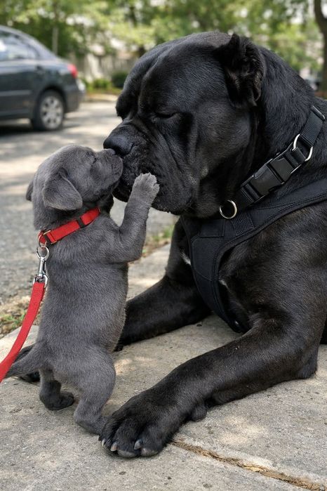 Pui cane Corso Cu pedigree