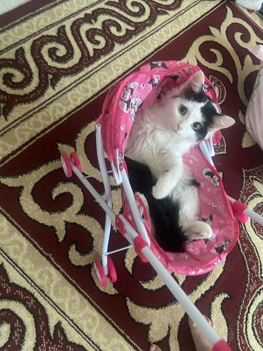 Отдам кошку в хорошие руки