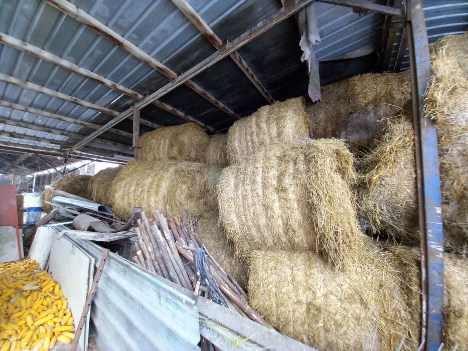 Vănd  Baloți  cu lucerna de calitate