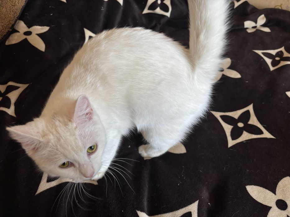 Отдам кошечку даром