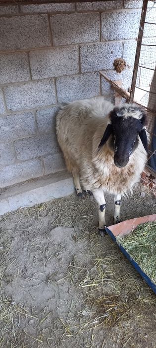 Коракулок кучкор сотилади