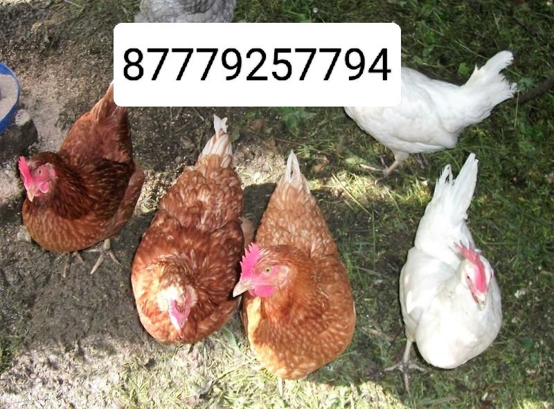 Продам кур несушек