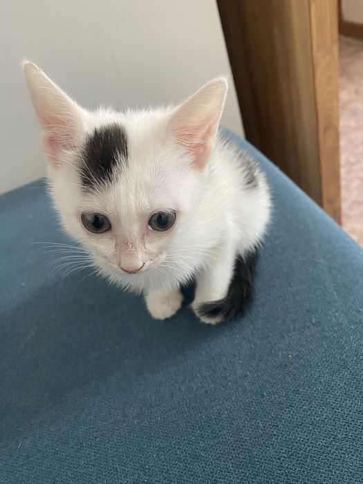 отдам котенка на добрые руки