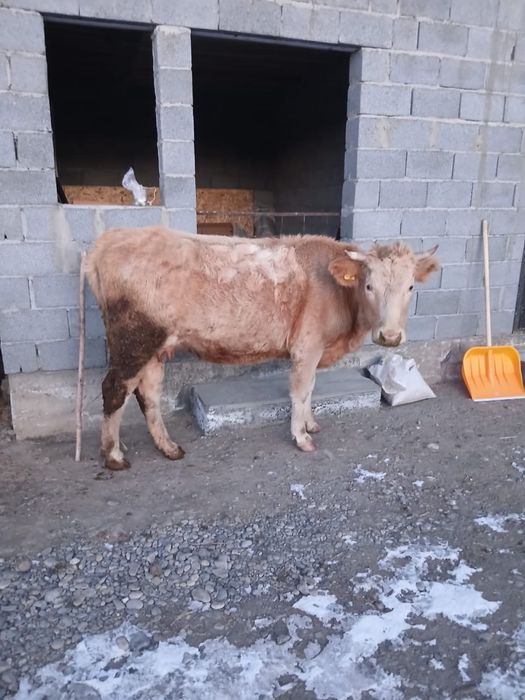 Буаз сыйыр сатылады