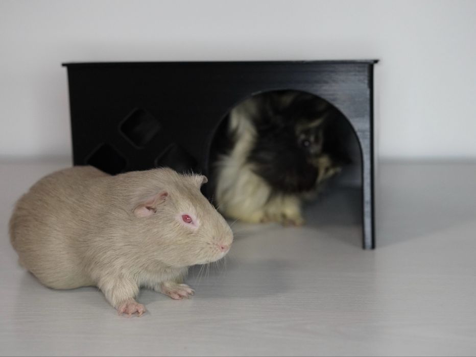 Căsuță printată 3D pentru animăluțe