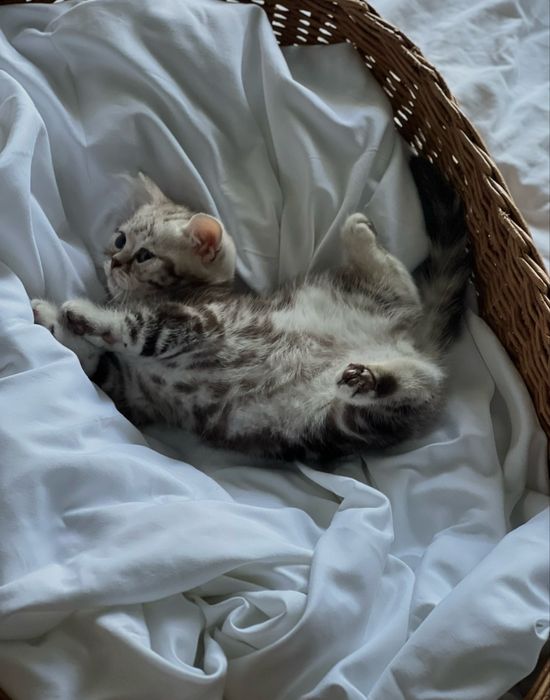 Шотландскик котята табби