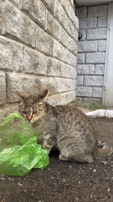 Кошка кошечка кошара