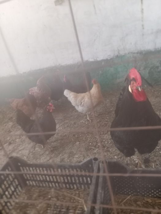Продам петуха и кур