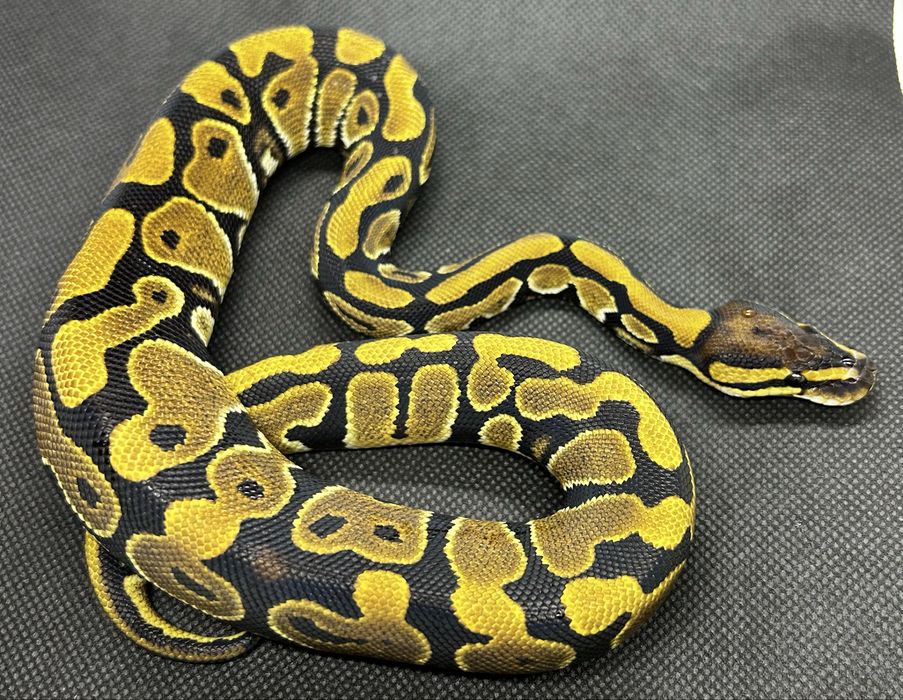 Кралски питон Normal