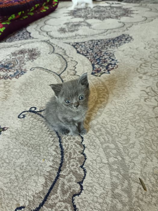 Скотш страйт хамда скотш фолд мушукчалар бор 2 ойлик