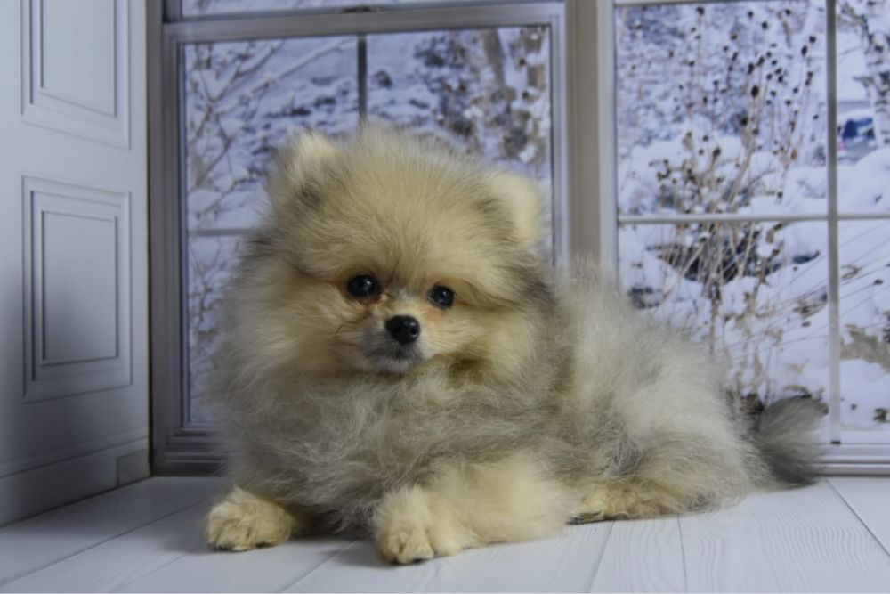 Померанский шпиц