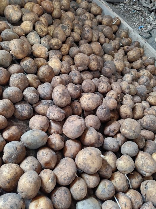 Продам семенной картофель